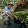 Plantation de cacaoyers à L'Espérance, en Martinique - Elsa Cypria, encadrante technique 